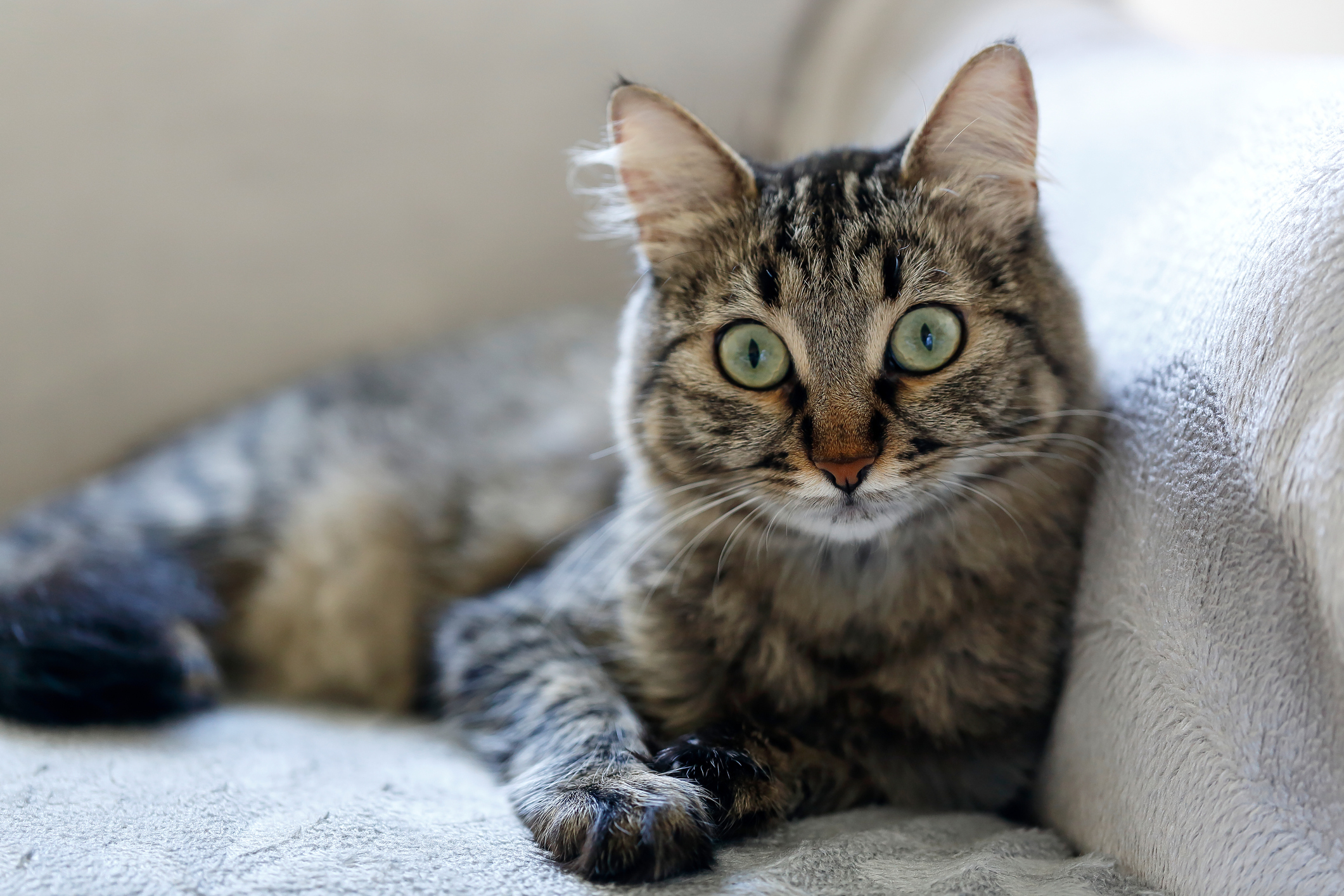 Interactie Verwaand fantoom Kattenpis schoonmaken met groene zeep - Driehoek